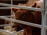 Nagyobb kép megtekintése