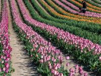 Nagyobb kép megtekintése