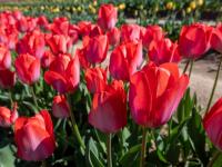 Nagyobb kép megtekintése