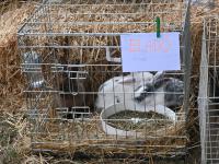 Nagyobb kép megtekintése